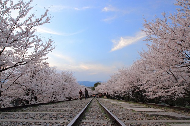 櫻花與鐵道